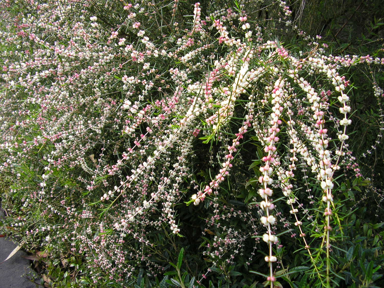 Hypocalymma angustifolium ‘White Myrtle’