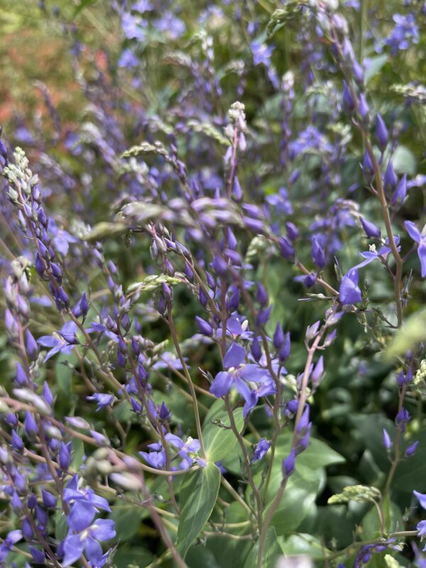 Veronica perfoliata Diggers Speedwell with blue flower spikes and distinctive perfoliate leaves at Kuranga Native Nursery
