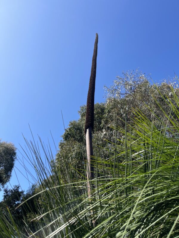 Xanthorrhoea Supergrass with dramatic grass tree form and iconic flower spikes at Kuranga Native Nursery