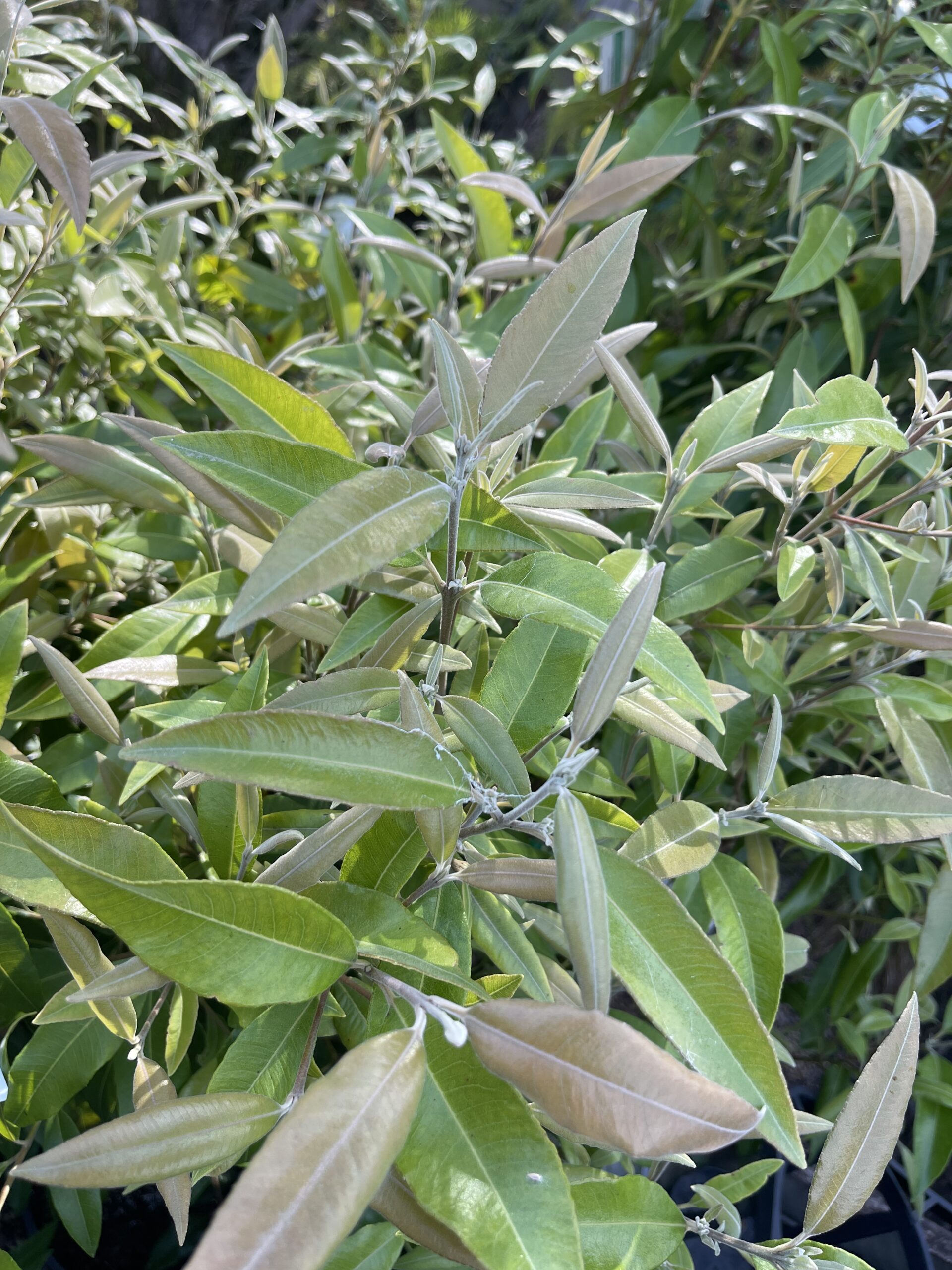 Backhousia citriodora ‘Lemon-scented Myrtle’