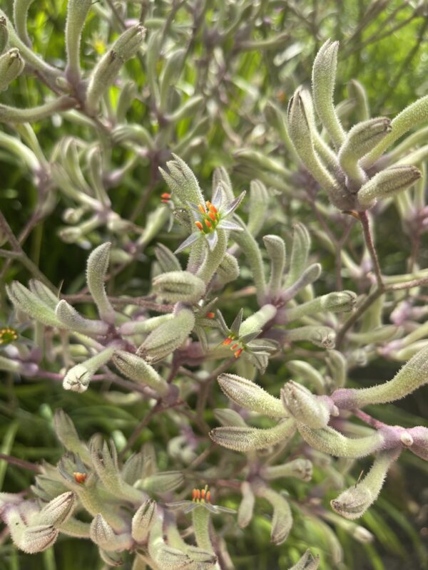 Anigozanthos flavidus (Tall Kangaroo Paw) with colorful tubular flowers at Kuranga Native Nursery
