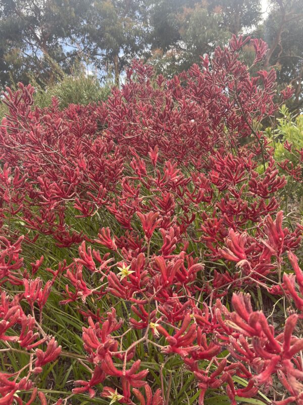 nigozanthos flavidus (Tall Kangaroo Paw) with colorful tubular flowers at Kuranga Native Nursery