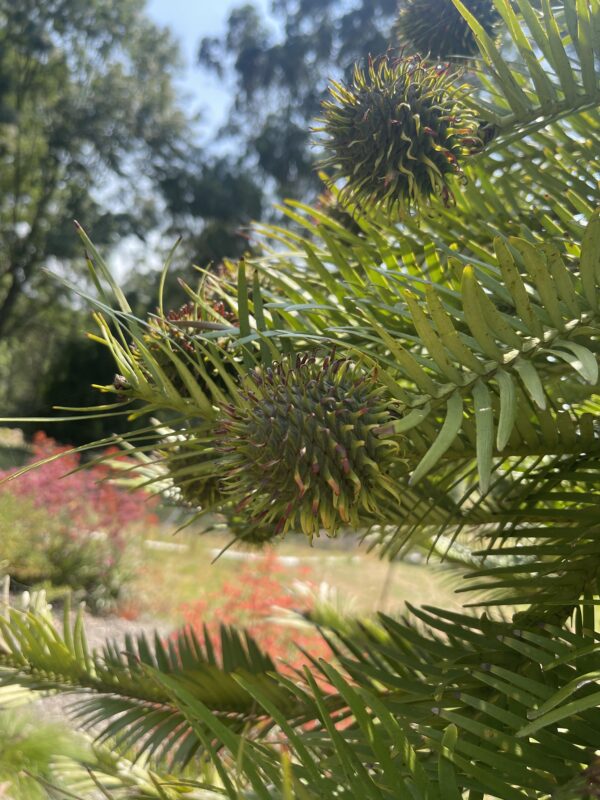 Wollemi Pine Nobilis with distinctive bubbly bark and ancient conifer foliage at Kuranga Native Nursery