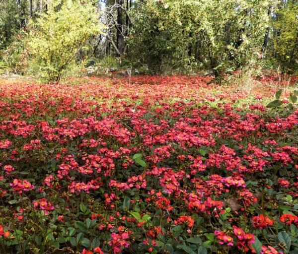 Kennedia coccinea ‘Coral Vine’