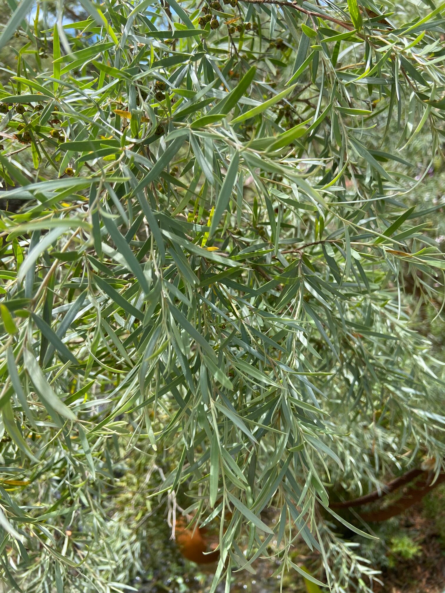 Leptospermum brachyandrum ‘Silver Weeping Tea Tree’