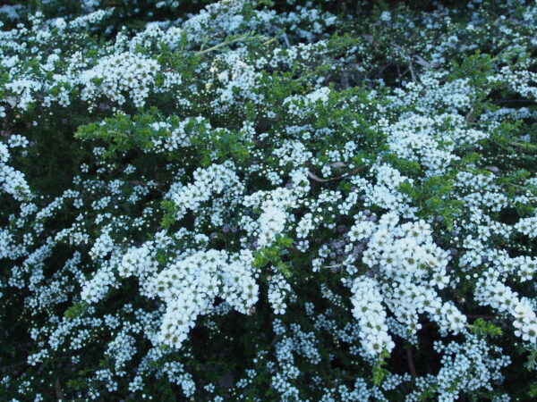 Leptospermum scoparium prostrate ‘Manuka’
