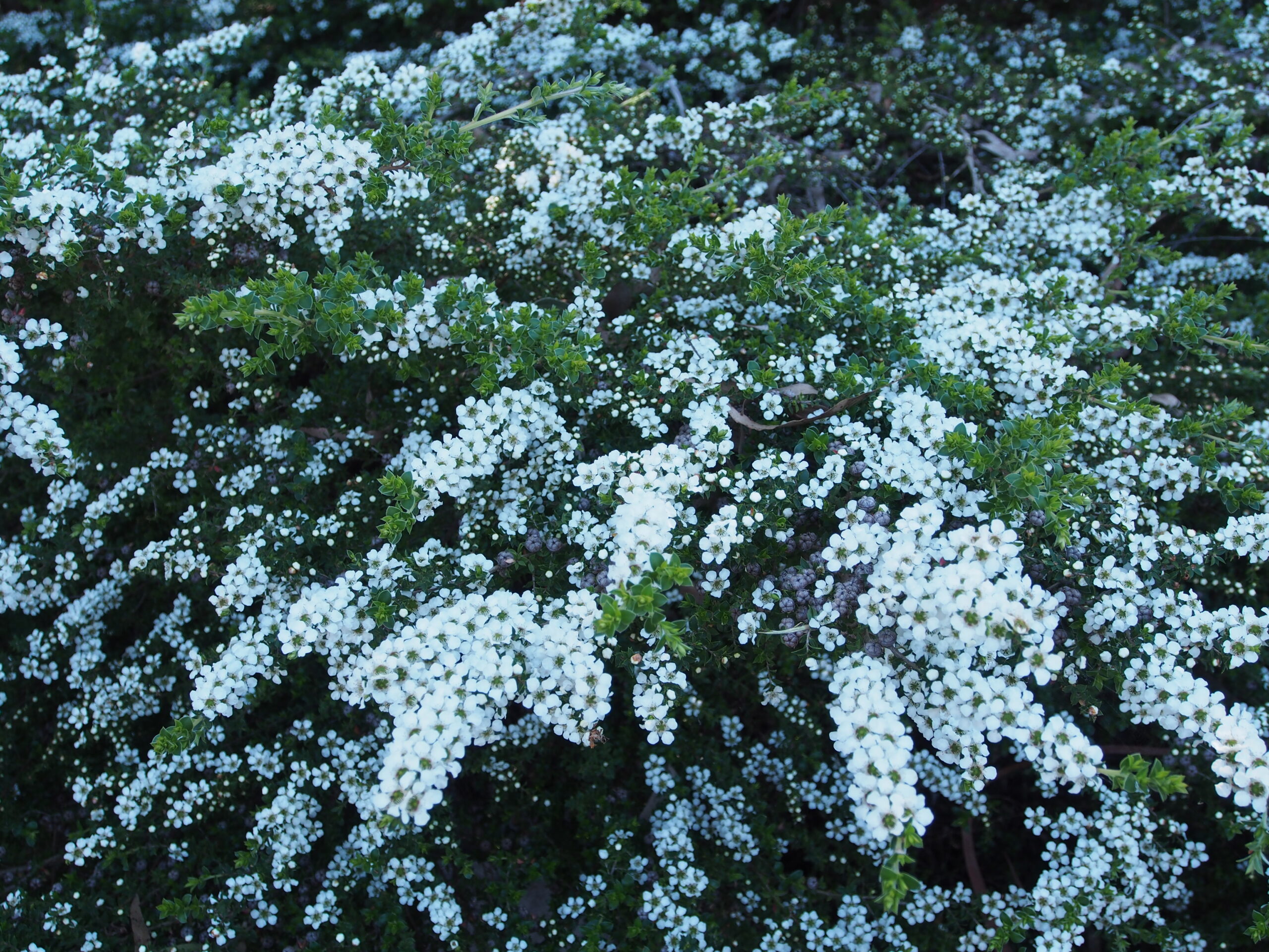 Leptospermum scoparium prostrate ‘Manuka’