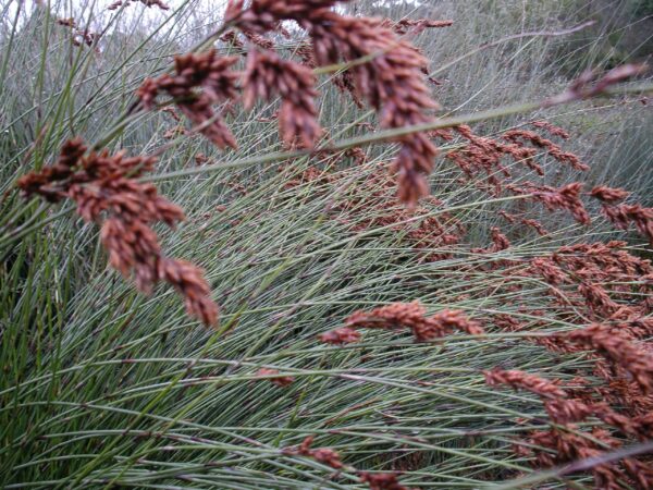 native grasses
