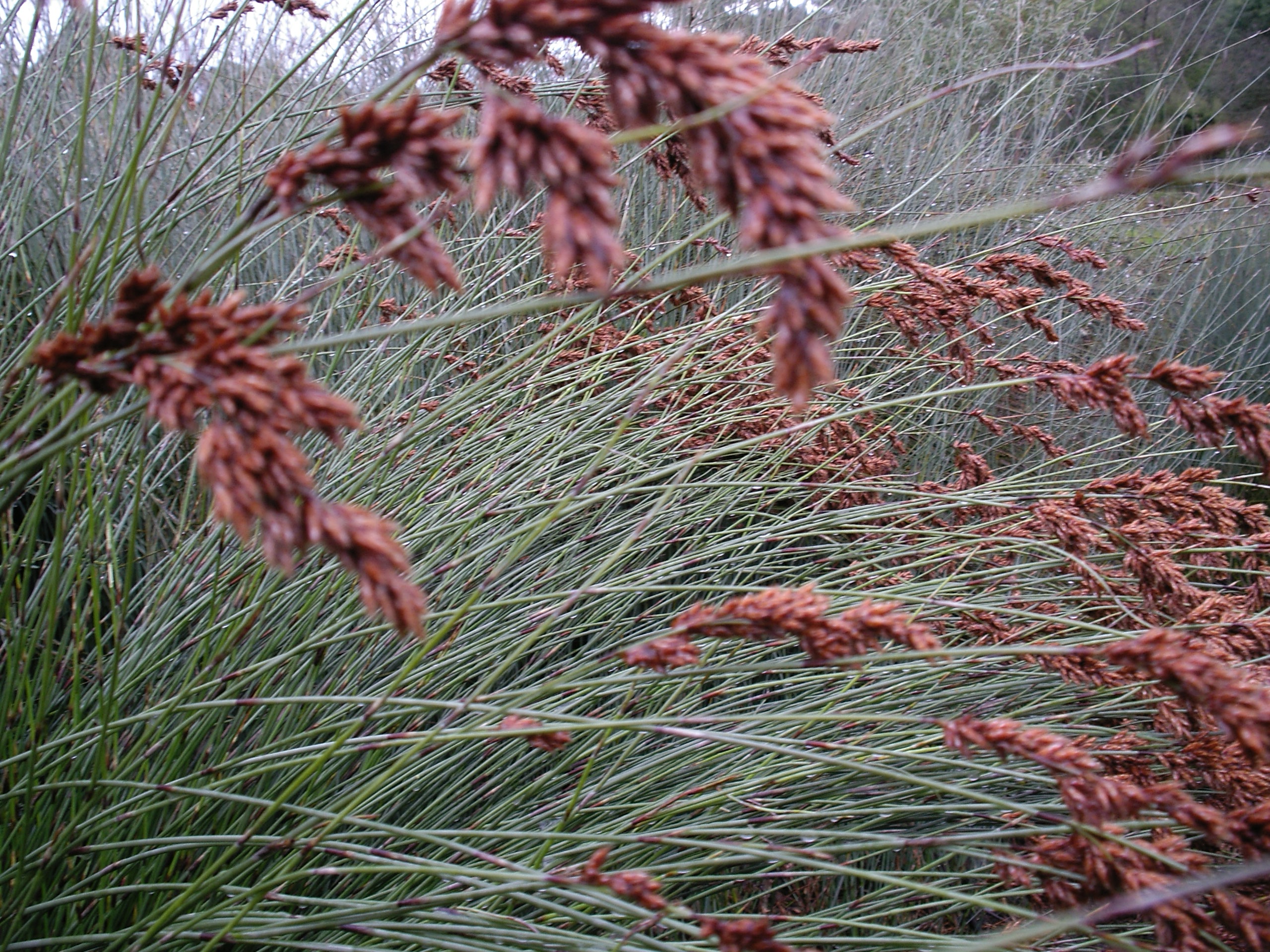 Meeboldina scariosa ‘Velvet Rush’