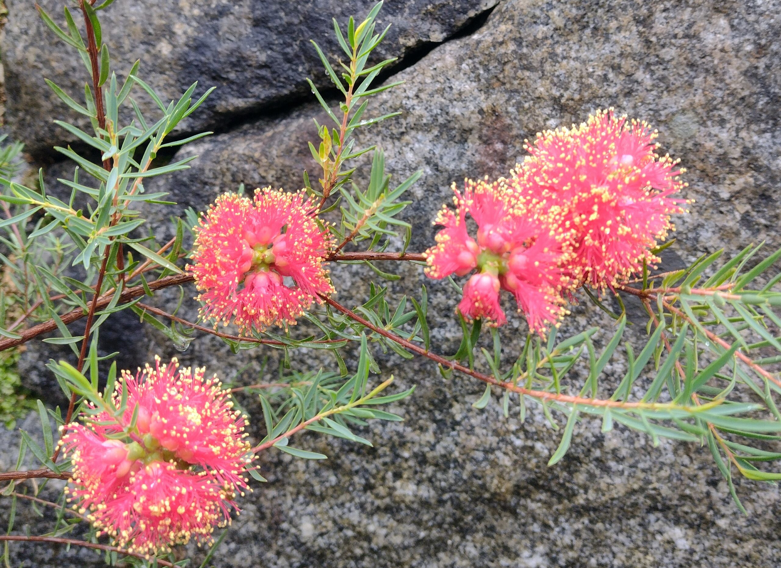 Melaleuca fulgens ‘Honey-myrtle’