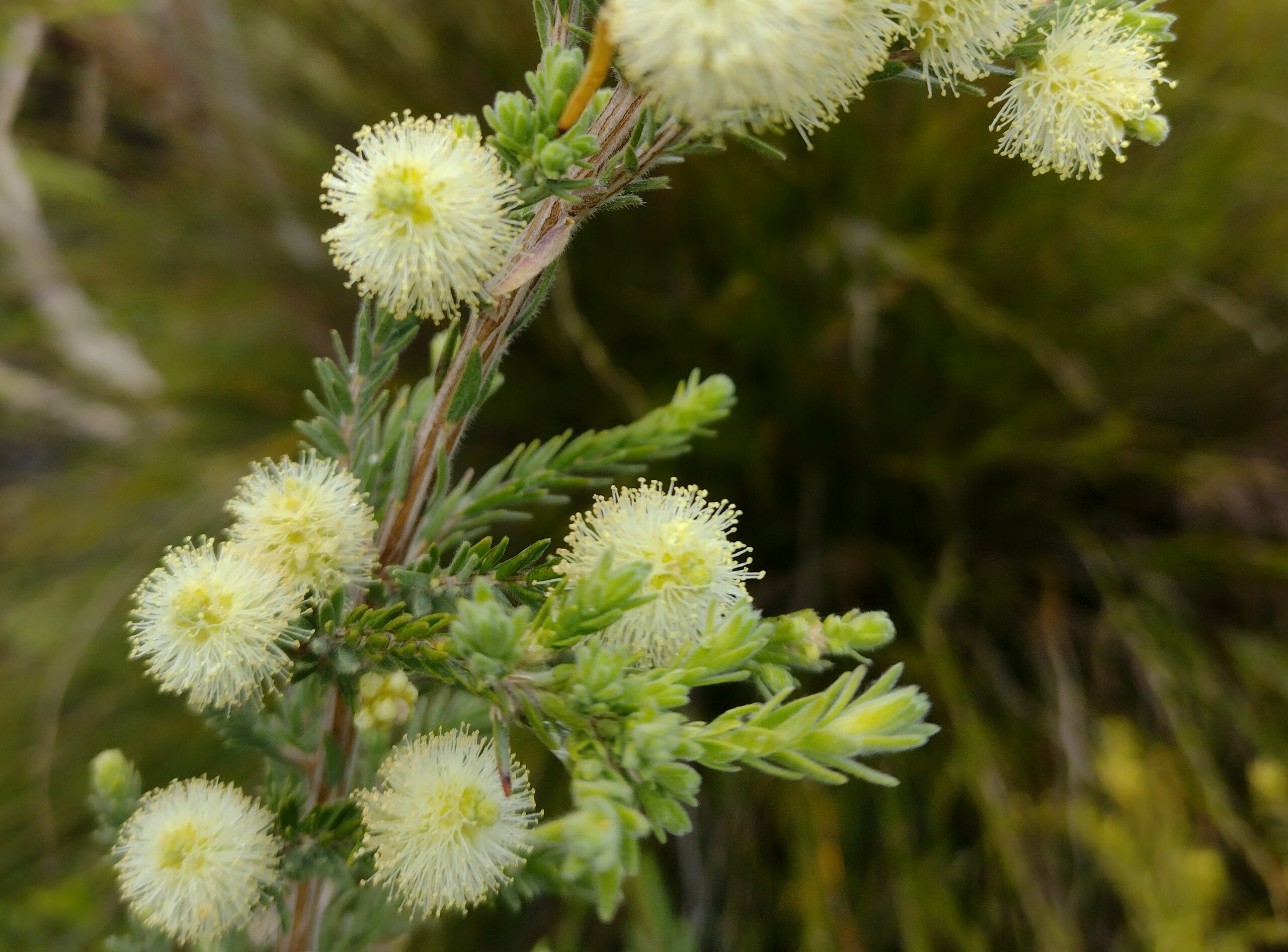 Melaleuca incana ‘Grey Honey-myrtle’