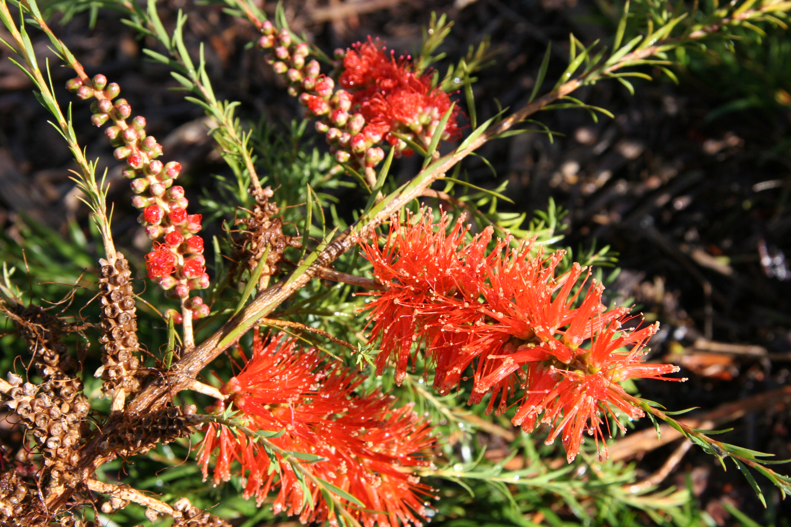 Melaleuca lateritia ‘Robin Red Breast Bush Dwarf Form’