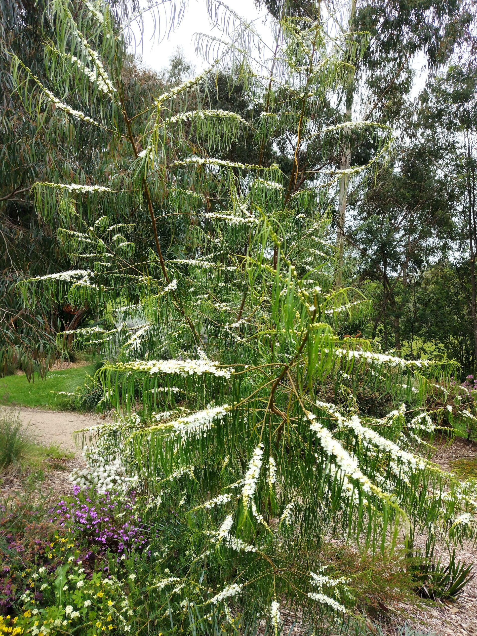 Myoporum floribundum ‘Slender Myoporum’