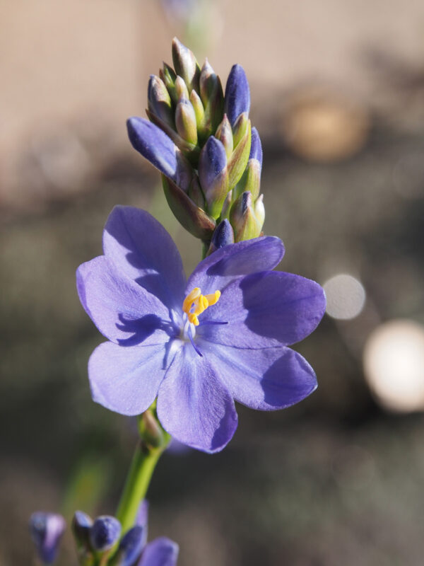Orthrosanthus multiflorus ‘Morning Flag’