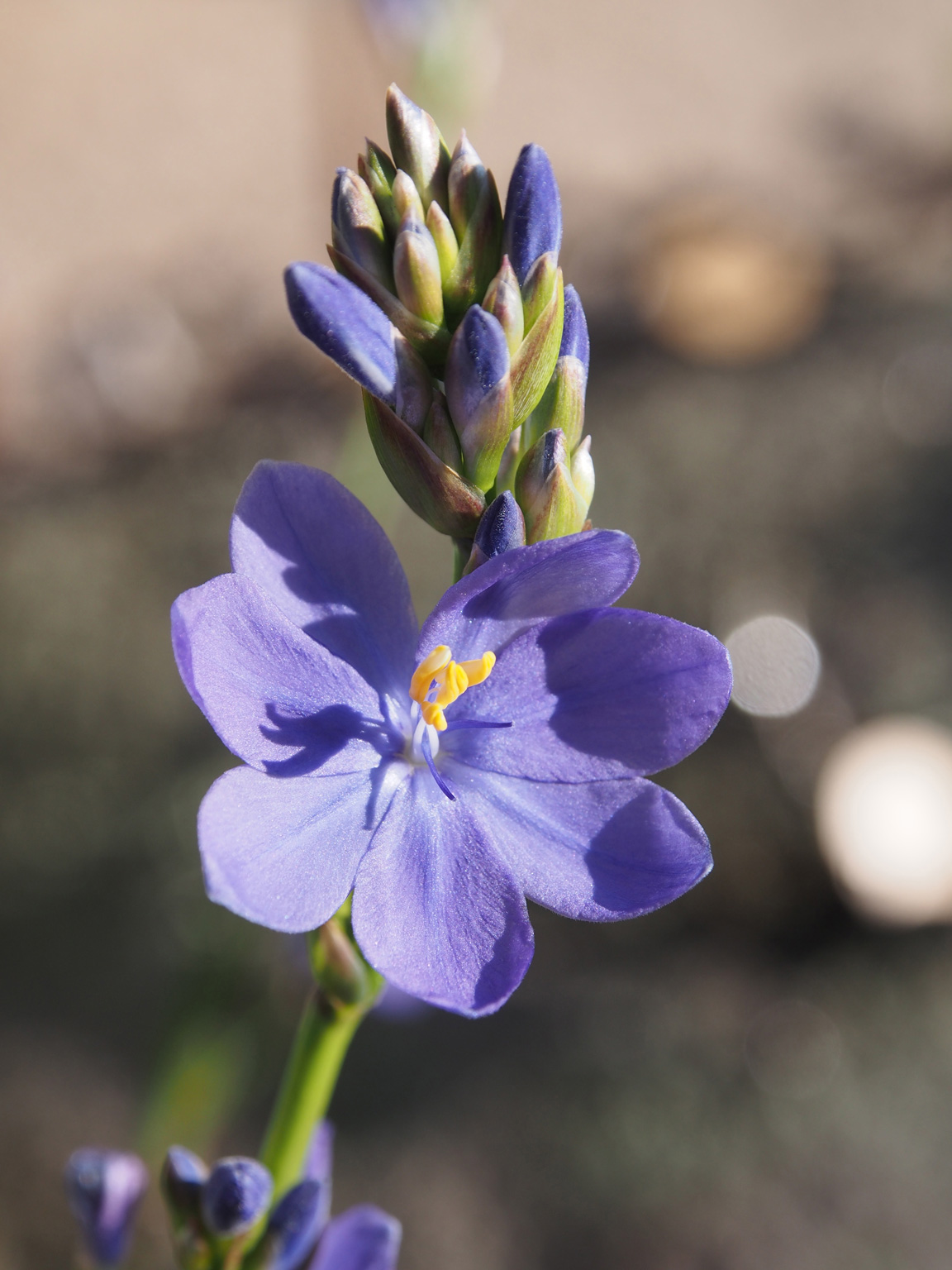 Orthrosanthus multiflorus ‘Morning Flag’