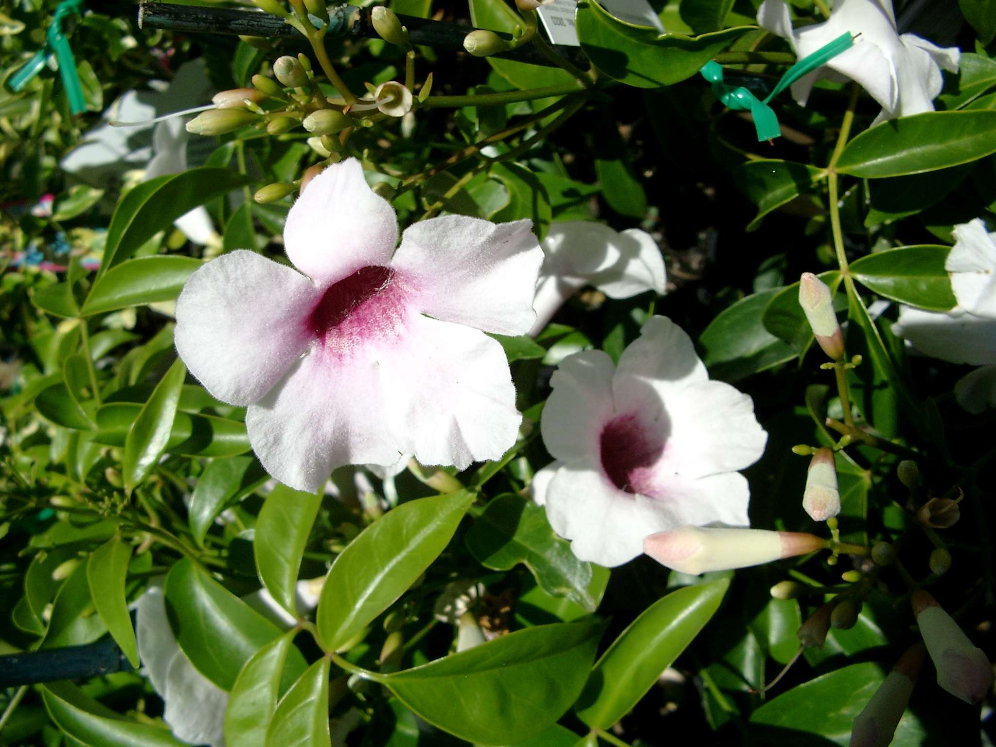 Pandorea jasminoides ‘Bower of Beauty’