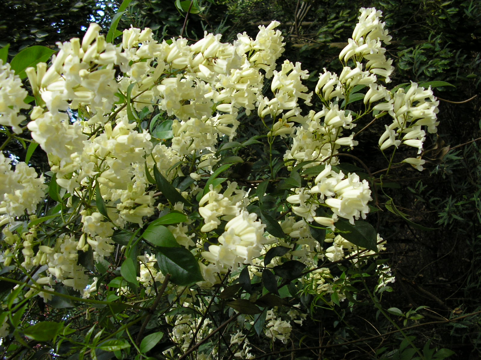 Pandorea pandorana ‘Wonga Vine’