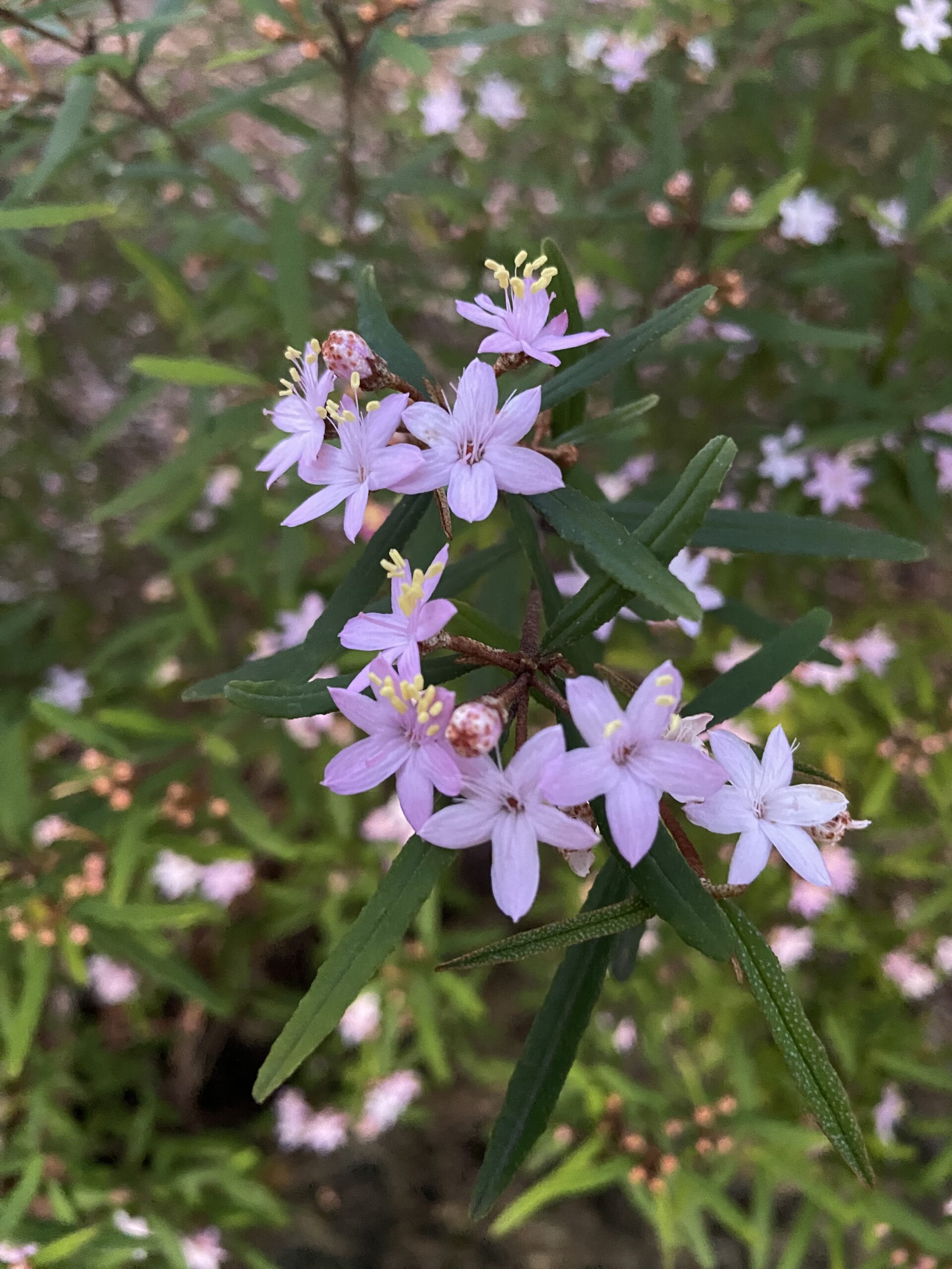 Phebalium woombye ‘wallum phebalium’