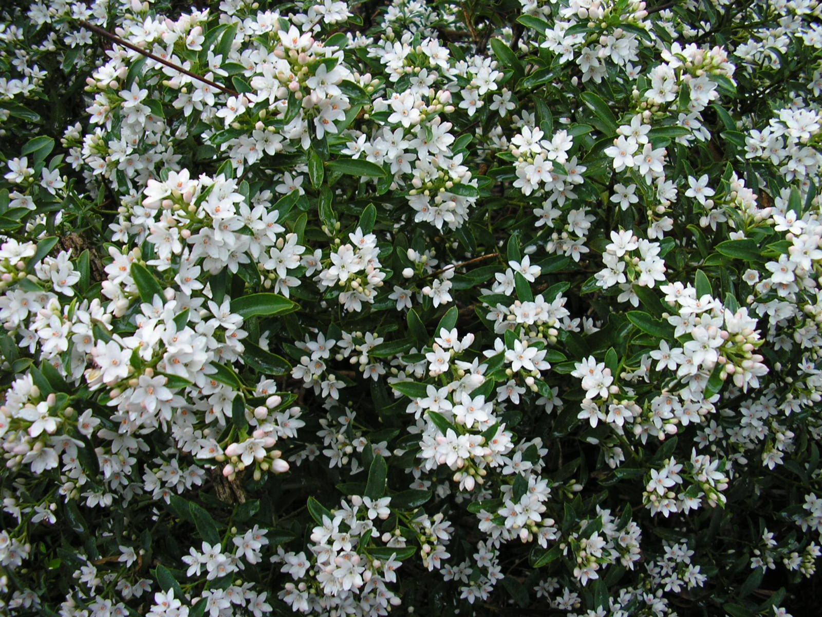 Philotheca myoporoides ‘Wax flower’