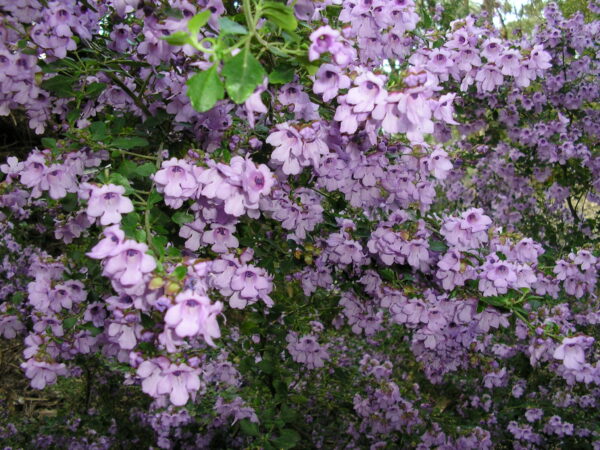 Prostanthera melissifolia ‘Balm Mint-bush’