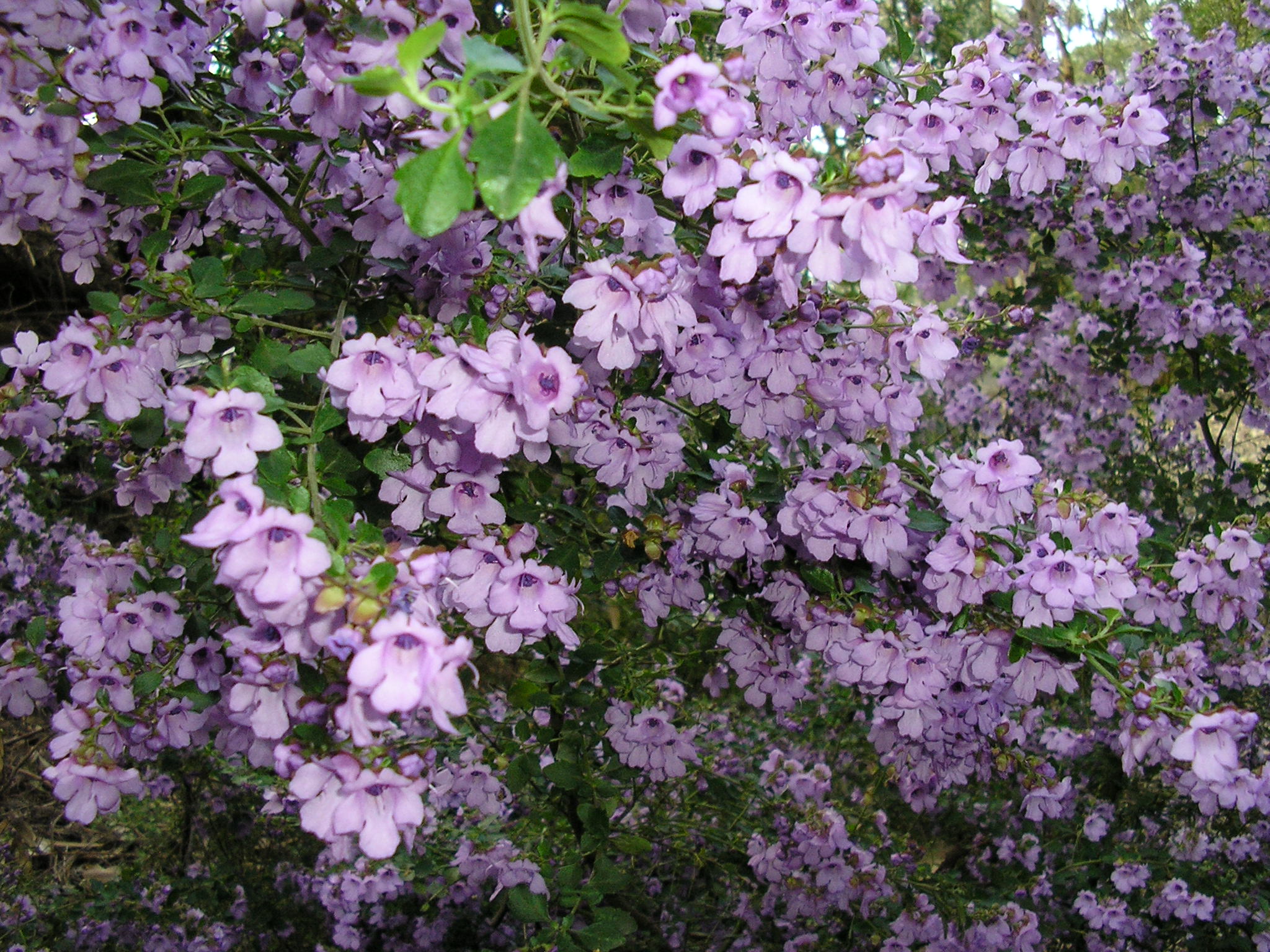 Prostanthera melissifolia ‘Balm Mint-bush’