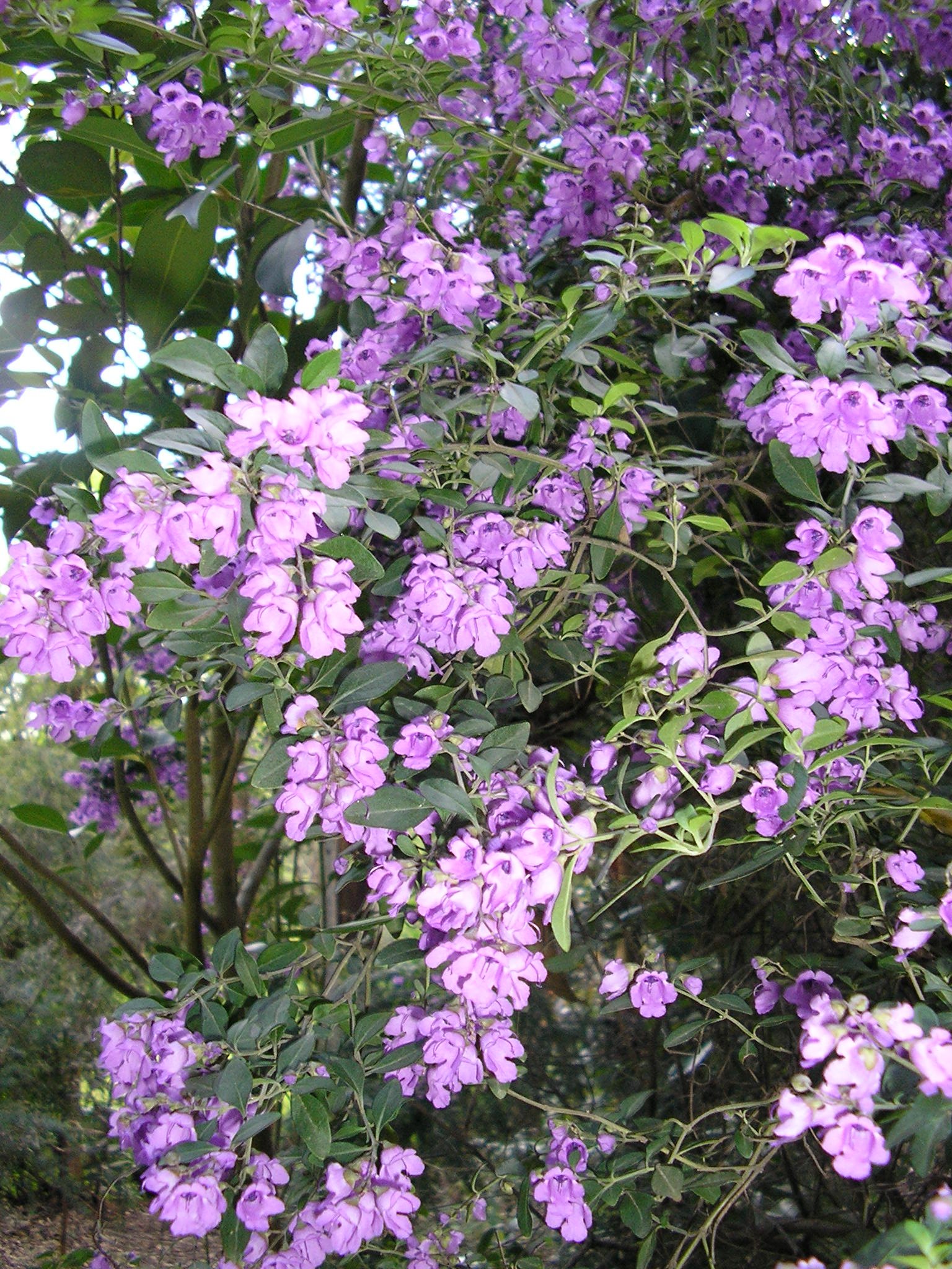 Prostanthera ovalifolia ‘Mint Bush’