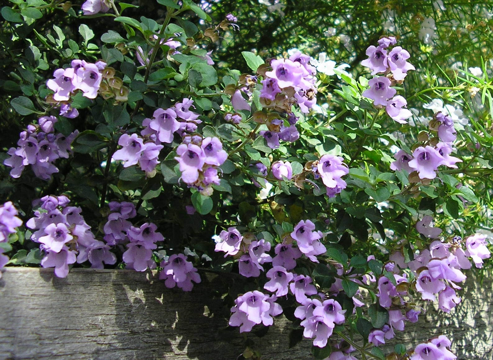 Prostanthera rotundifolia ‘Round-leaved Mint Bush’