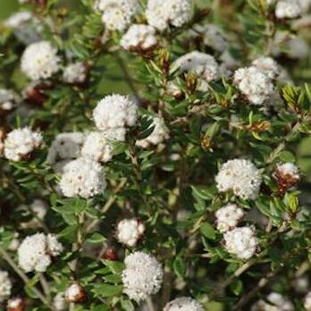 Stenanthemum scortechinii Prostrate