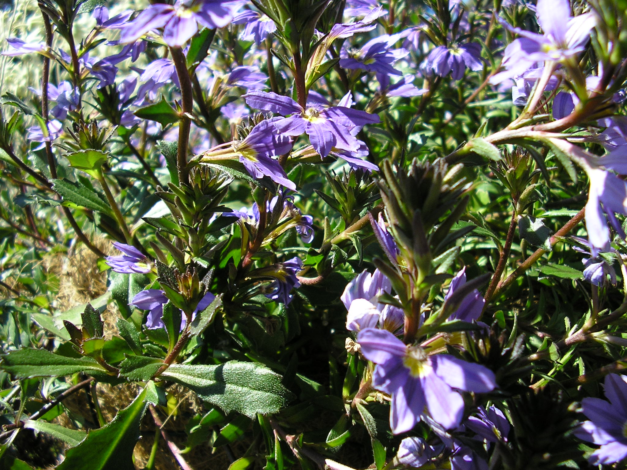 Scaevola aemula ‘Purple Fanfare’