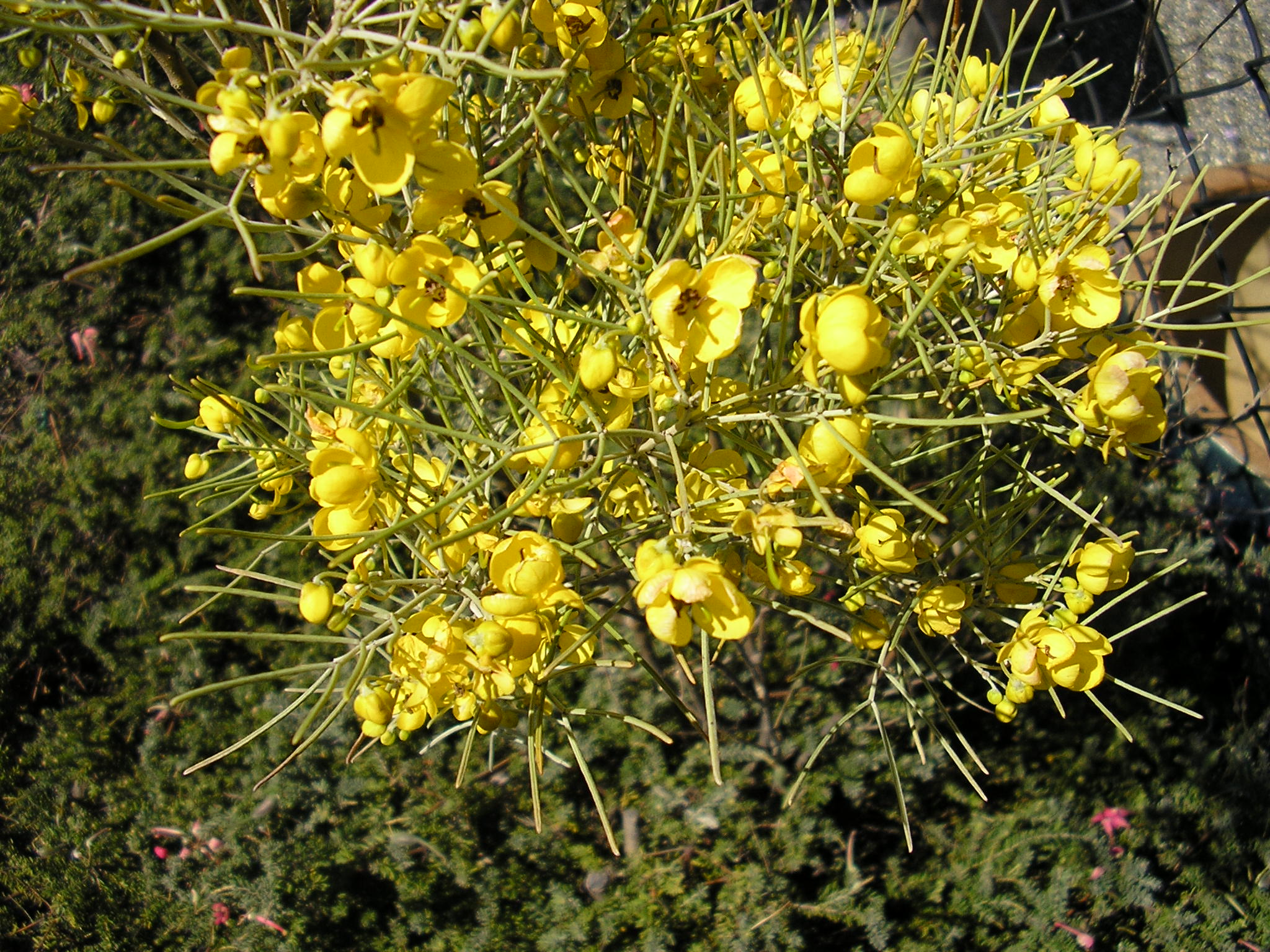 Senna artemisioides ‘Silver Cassia’