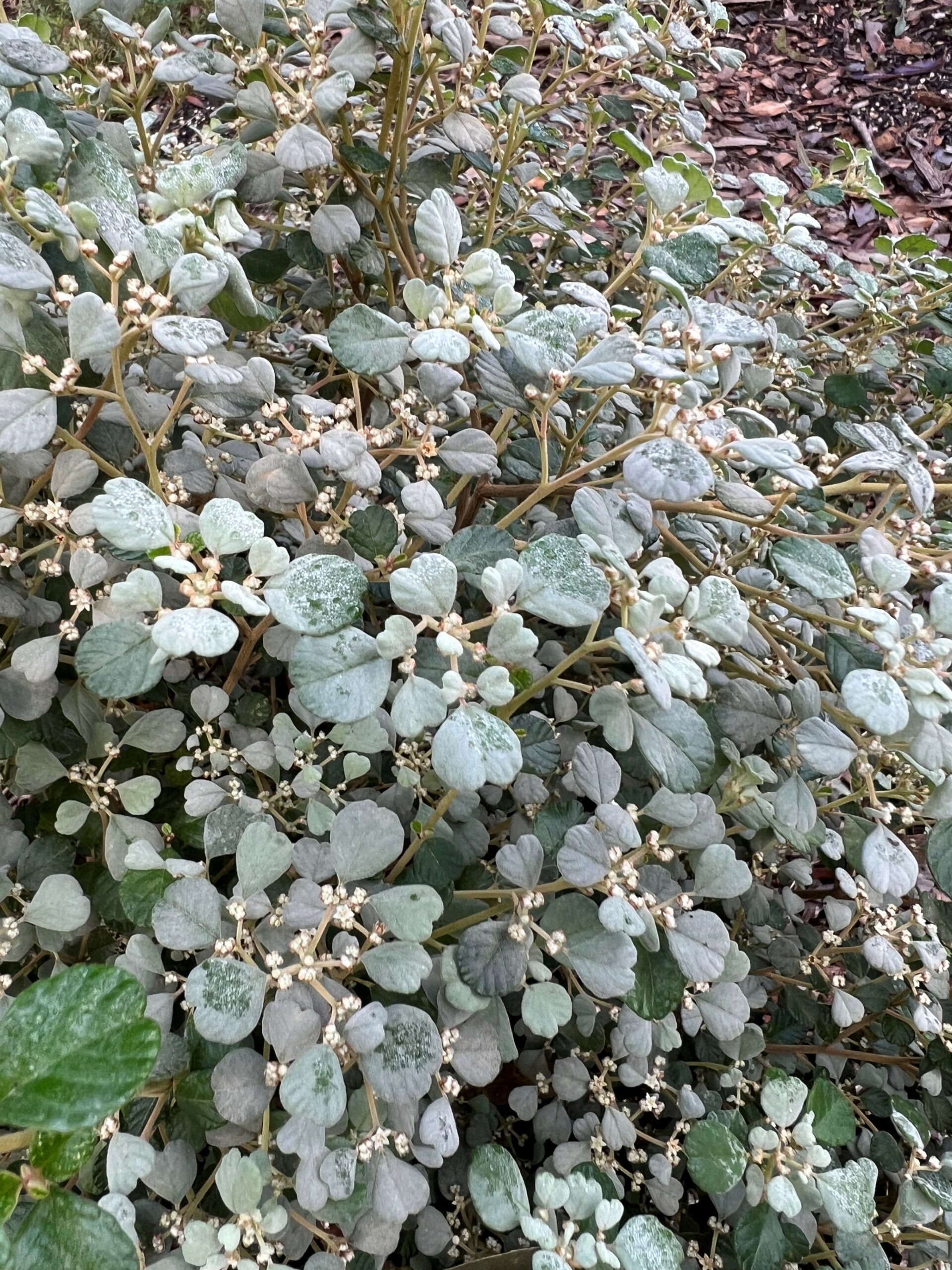 Spyridium parvifolium ‘Winter Mist’