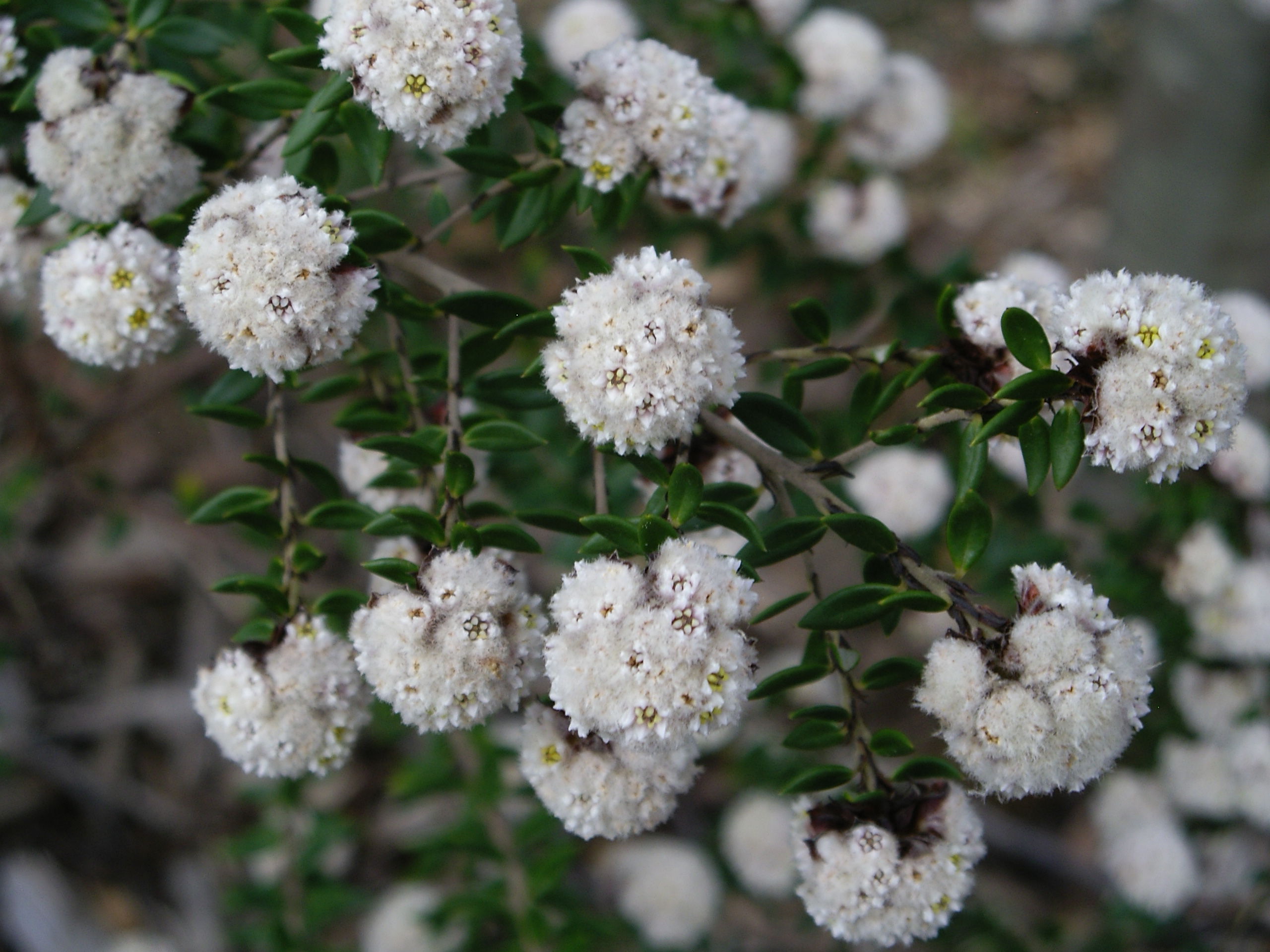 Stenanthemum scortechinii ‘Cotton Bush’