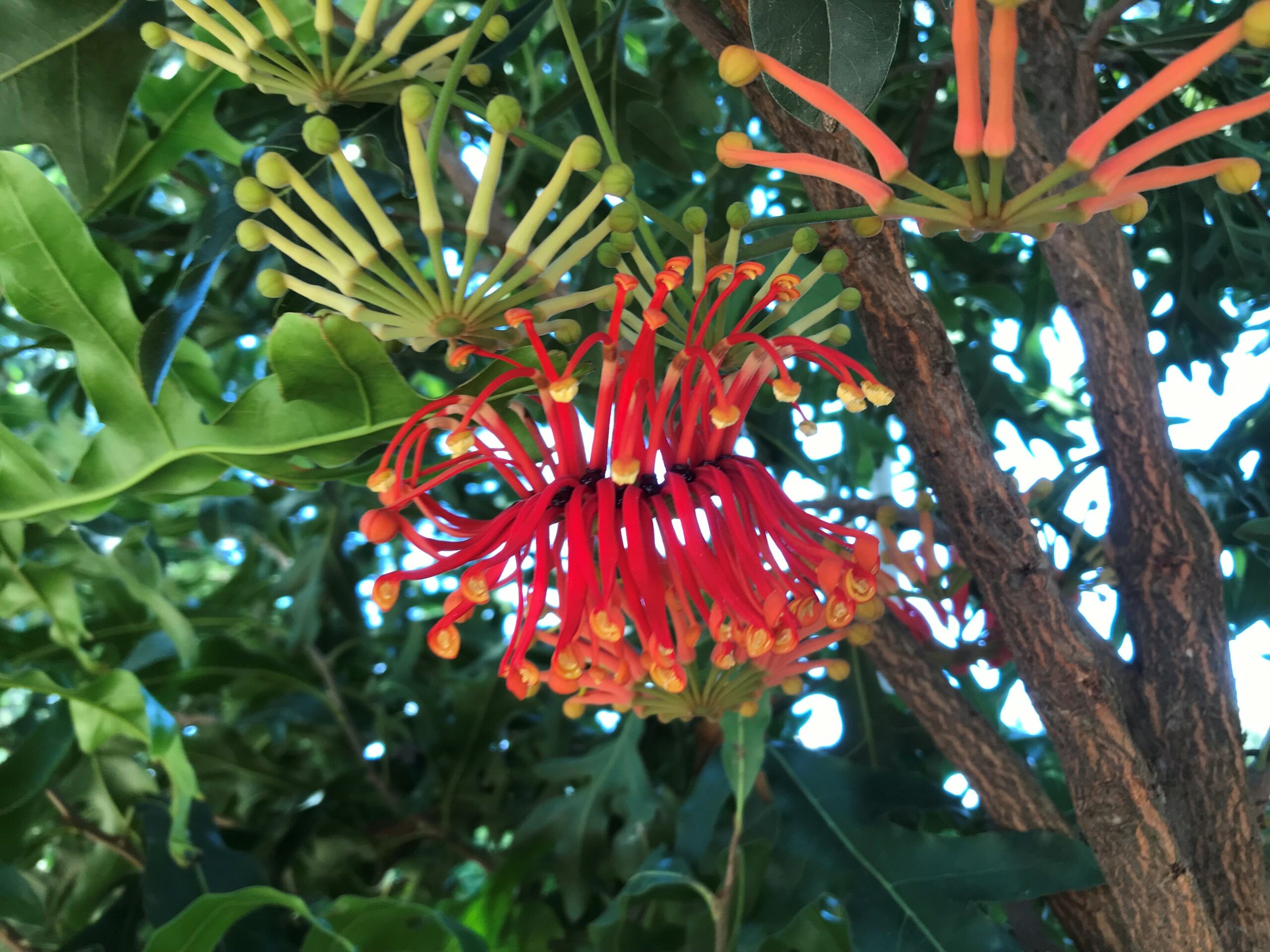Stenocarpus sinuatus ’Firewheel Tree’