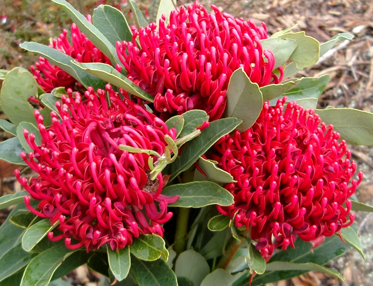 Telopea ‘Shady Lady’ varieties