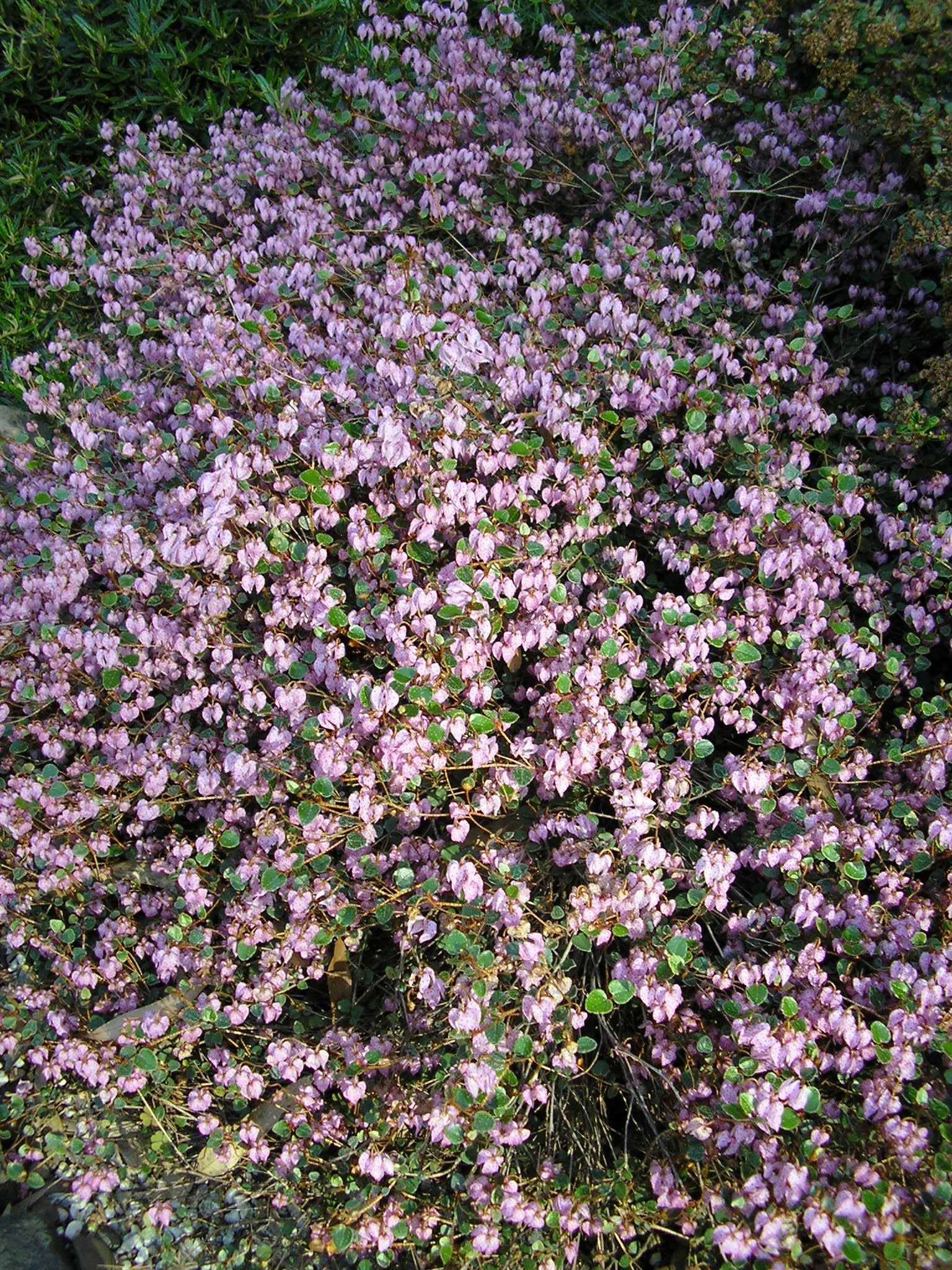 Thomasia pygmaea ‘Dwarf Paper flower’