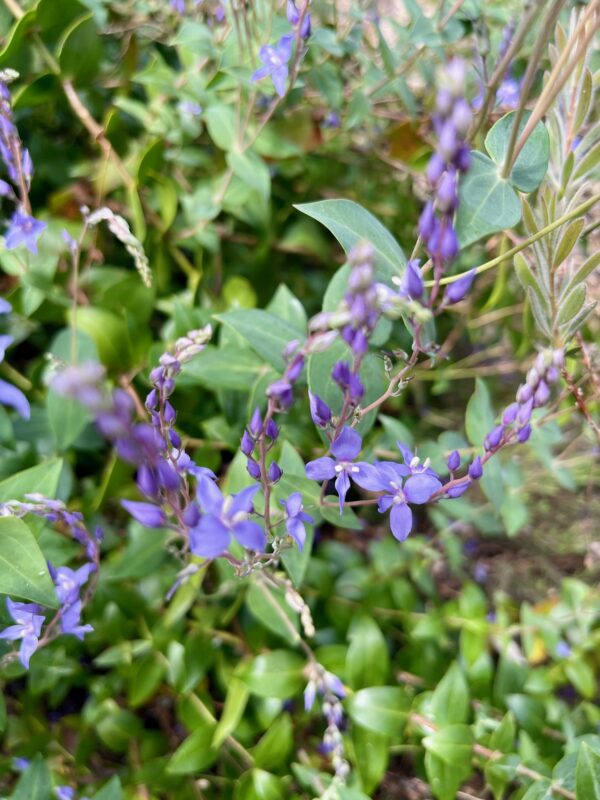 Veronica perfoliata Diggers Speedwell with blue flower spikes and distinctive perfoliate leaves at Kuranga Native Nursery