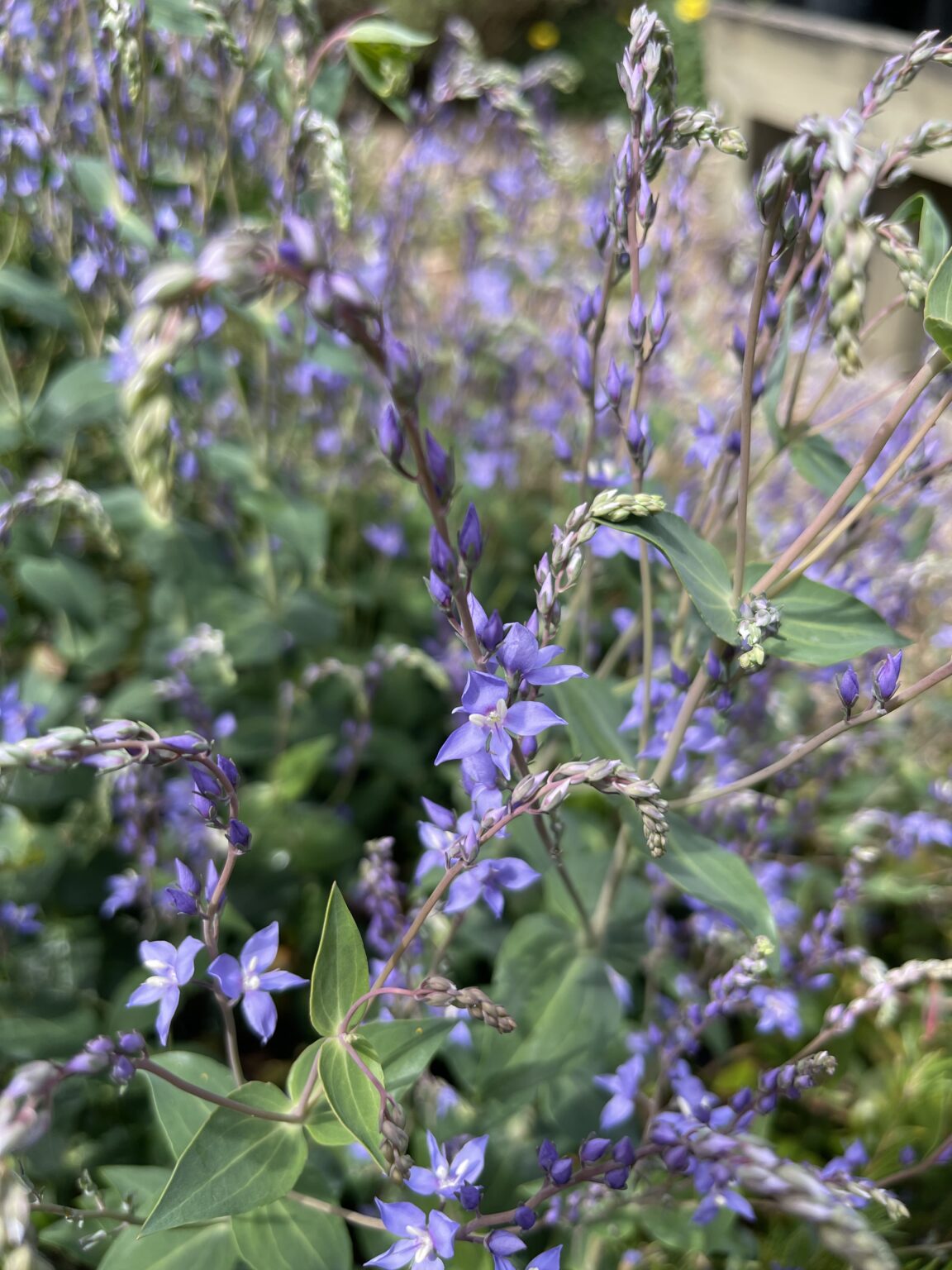 Diggers Speedwell | Native Perennial Flower | Kuranga
