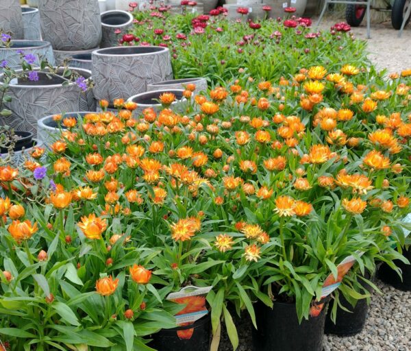 Xerochrysum bracteatum Dwarf Forms with golden papery everlasting flowers in compact habit at Kuranga Native Nursery