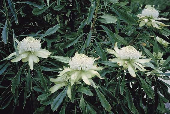 Telopea speciosissima ‘NSW Waratah’