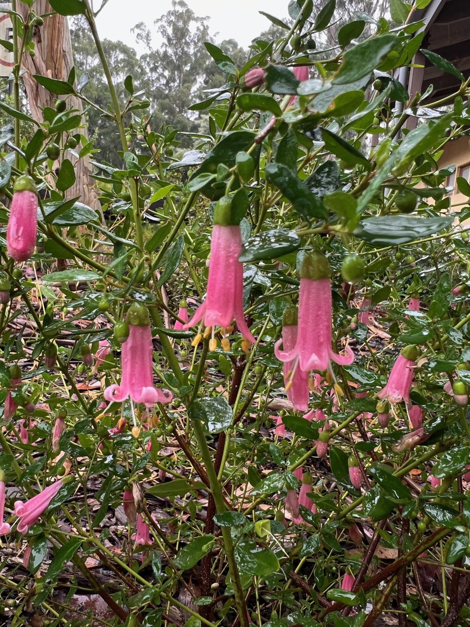 Correa glabra ‘Pink Form’
