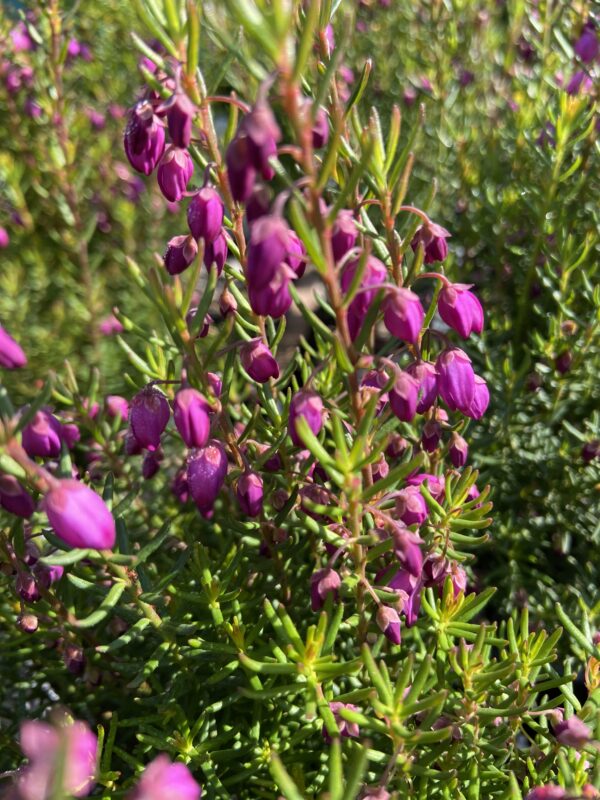 Tetratheca ericifolia ‘Karwarra Belle’