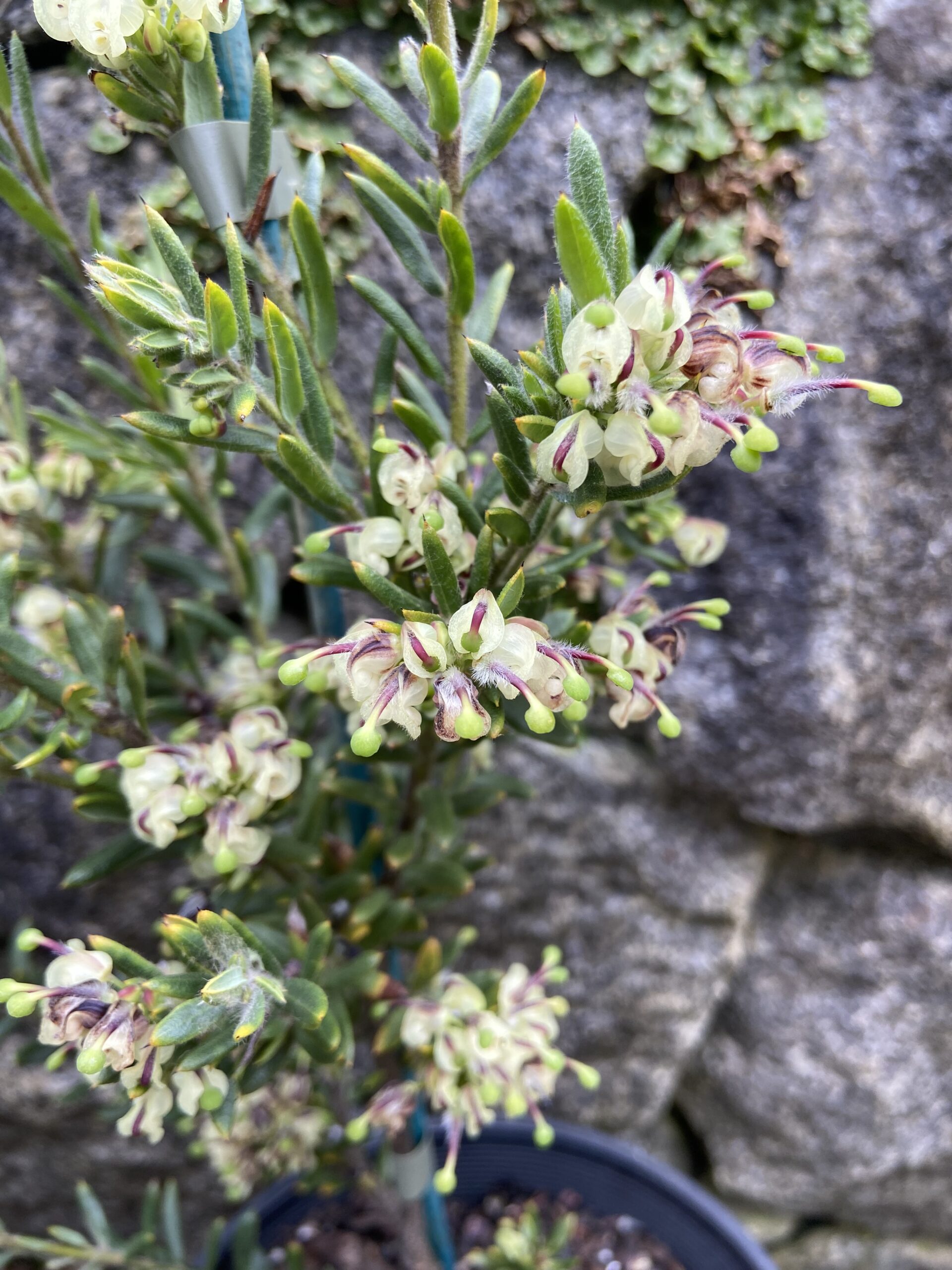 Grevillea jephcottii