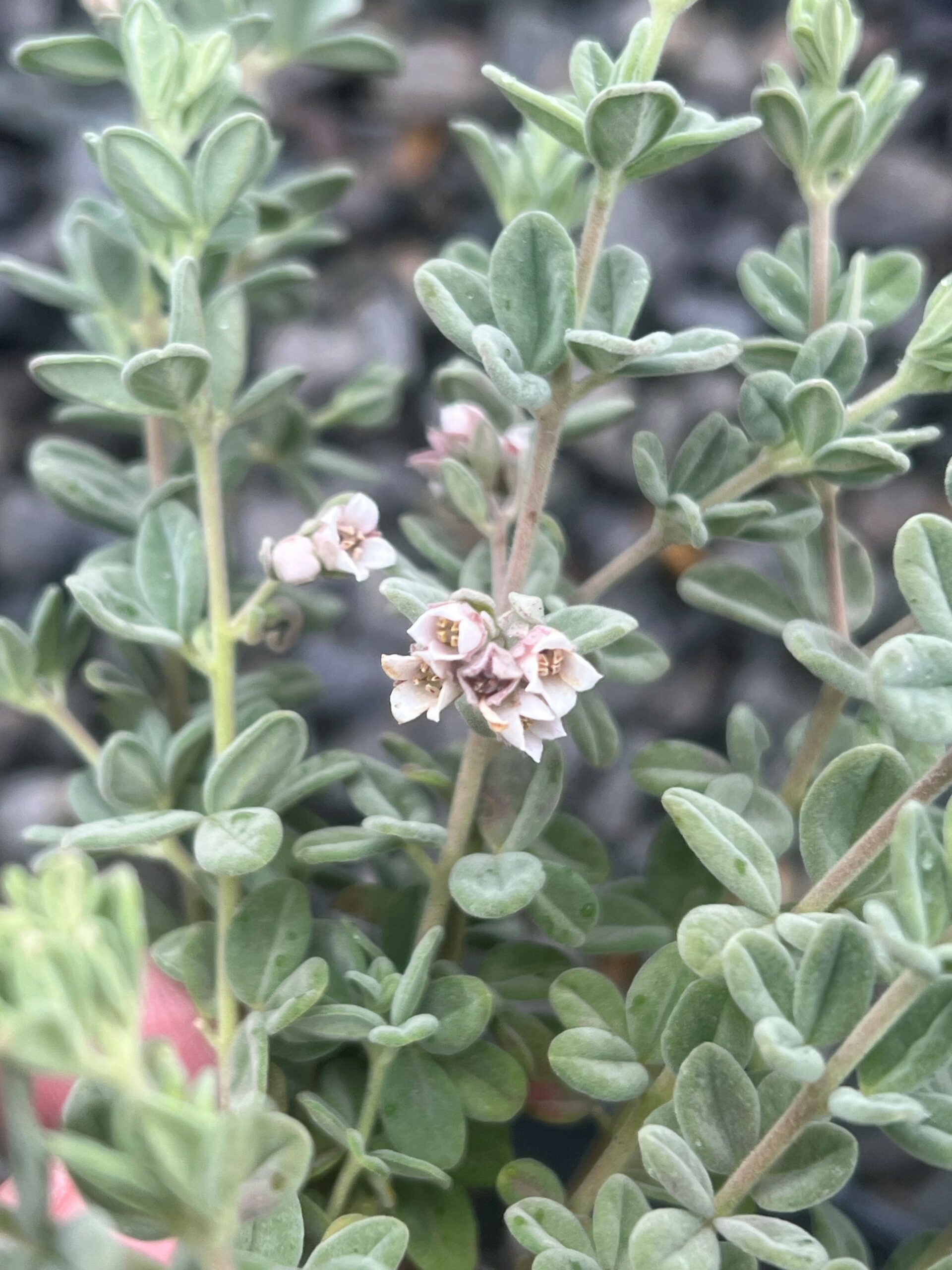 Zieria littoralis ‘Downy Zieria’