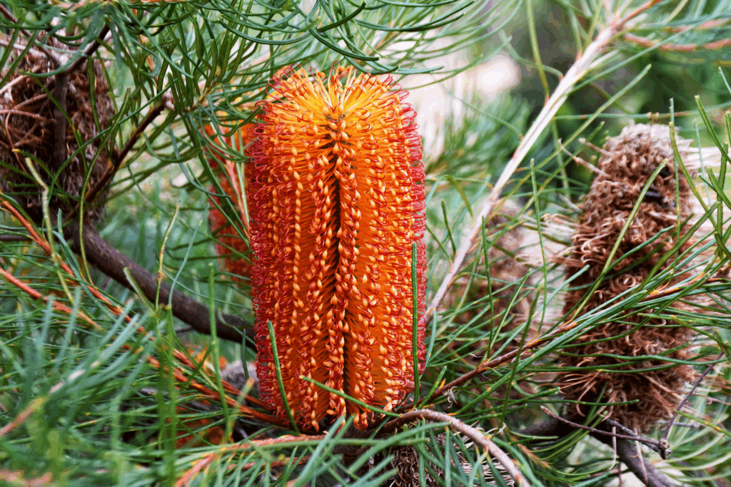 Banksia spinulosa dwarf 'Honey and Red'
