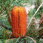 Banksia spinulosa dwarf 'Honey and Red'