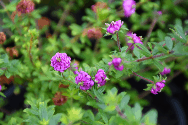"Bauera rubioides 'Double Pink' is a lush Australian native shrub with double pink flowers, thriving in moist forests and along creek margins in NSW, Victoria, and Tasmania."