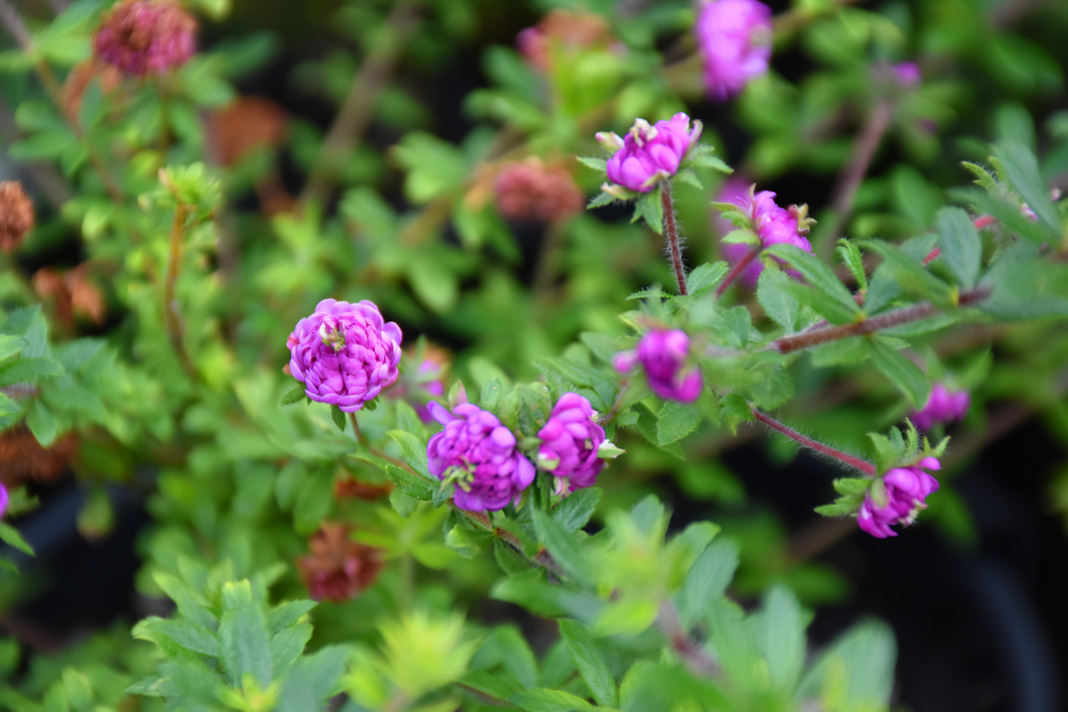 "Bauera rubioides 'Double Pink' is a lush Australian native shrub with double pink flowers, thriving in moist forests and along creek margins in NSW, Victoria, and Tasmania."