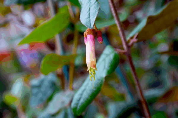 Correa lawrenceana var. cordifolia Pink