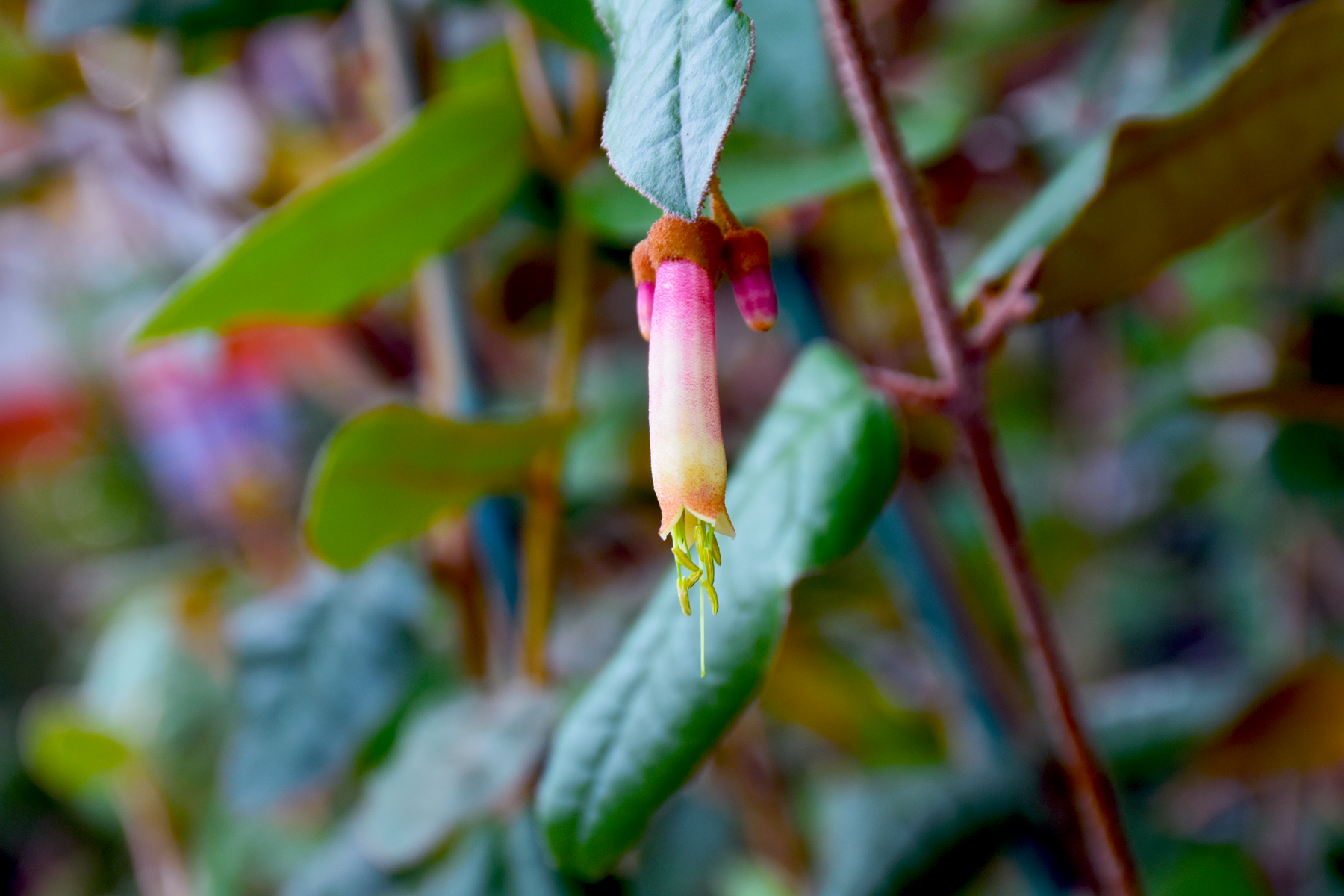 Correa lawrenceana var. cordifolia Pink