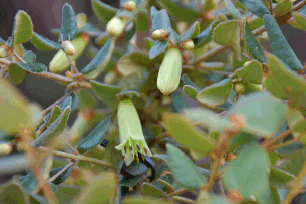 Correa reflexa Granny’s Grave